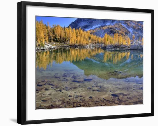 Golden Larch Trees, Enchantment Lakes, Alpine Lakes Wilderness, Washington, Usa-Jamie & Judy Wild-Framed Photographic Print