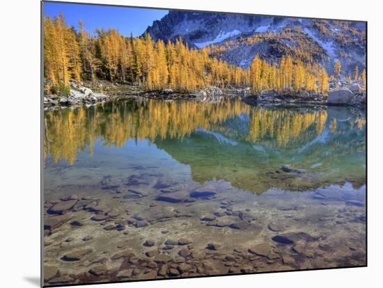 Golden Larch Trees, Enchantment Lakes, Alpine Lakes Wilderness, Washington, Usa-Jamie & Judy Wild-Mounted Photographic Print