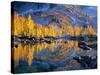 Golden Larch Trees Reflected in Leprechaun Lake, Enchantment Lakes, Alpine Lakes Wilderness-Jamie & Judy Wild-Stretched Canvas