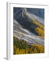 Golden larches (larix) in Val Venegia. Pale di San Martino in the Dolomites of Trentino.-Martin Zwick-Framed Photographic Print