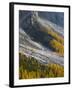 Golden larches (larix) in Val Venegia. Pale di San Martino in the Dolomites of Trentino.-Martin Zwick-Framed Photographic Print