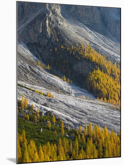 Golden larches (larix) in Val Venegia. Pale di San Martino in the Dolomites of Trentino.-Martin Zwick-Mounted Photographic Print