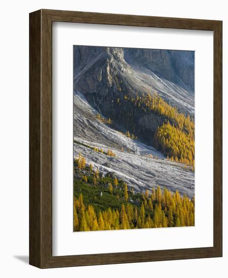 Golden larches (larix) in Val Venegia. Pale di San Martino in the Dolomites of Trentino.-Martin Zwick-Framed Photographic Print