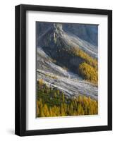 Golden larches (larix) in Val Venegia. Pale di San Martino in the Dolomites of Trentino.-Martin Zwick-Framed Photographic Print