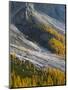 Golden larches (larix) in Val Venegia. Pale di San Martino in the Dolomites of Trentino.-Martin Zwick-Mounted Photographic Print