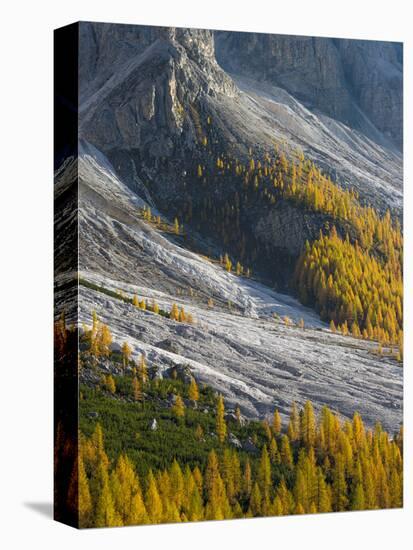 Golden larches (larix) in Val Venegia. Pale di San Martino in the Dolomites of Trentino.-Martin Zwick-Stretched Canvas