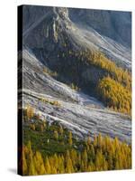 Golden larches (larix) in Val Venegia. Pale di San Martino in the Dolomites of Trentino.-Martin Zwick-Stretched Canvas