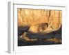 Golden Late Afternoon Reflections in a Side Canyon of Lake Powell-Eric Peter Black-Framed Photographic Print