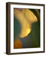 Golden Leaf-Nicole Katano-Framed Photo