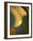 Golden Leaf-Nicole Katano-Framed Photo