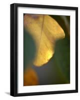 Golden Leaf-Nicole Katano-Framed Photo