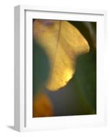 Golden Leaf-Nicole Katano-Framed Photo
