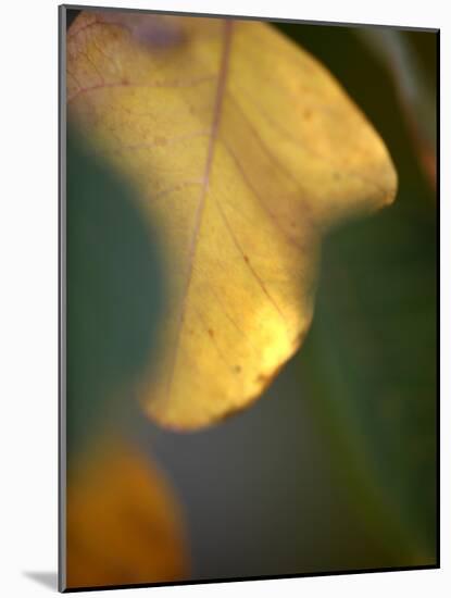 Golden Leaf-Nicole Katano-Mounted Photo