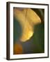 Golden Leaf-Nicole Katano-Framed Photo