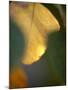 Golden Leaf-Nicole Katano-Mounted Photo