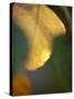 Golden Leaf-Nicole Katano-Stretched Canvas