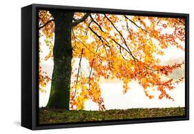 Golden Leaves-Philippe Sainte-Laudy-Framed Stretched Canvas
