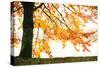 Golden Leaves-Philippe Sainte-Laudy-Stretched Canvas