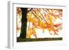 Golden Leaves-Philippe Sainte-Laudy-Framed Premium Photographic Print