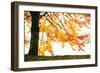 Golden Leaves-Philippe Sainte-Laudy-Framed Photographic Print