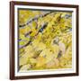 Golden Leaves-Sharon Pitts-Framed Giclee Print