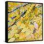 Golden Leaves-Sharon Pitts-Framed Stretched Canvas