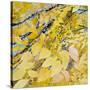 Golden Leaves-Sharon Pitts-Stretched Canvas