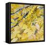 Golden Leaves-Sharon Pitts-Framed Stretched Canvas