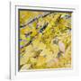 Golden Leaves-Sharon Pitts-Framed Giclee Print