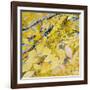 Golden Leaves-Sharon Pitts-Framed Giclee Print