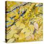 Golden Leaves-Sharon Pitts-Stretched Canvas