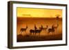 Golden Light-Mathilde Guillemot-Framed Photographic Print