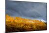 Golden Light-Dan Ballard-Mounted Photographic Print