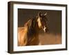 Golden Light-Sally Linden-Framed Photographic Print