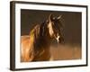 Golden Light-Sally Linden-Framed Photographic Print