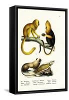 Golden Lion Tamarin, 1824-Karl Joseph Brodtmann-Framed Stretched Canvas