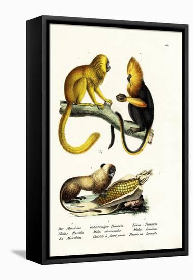 Golden Lion Tamarin, 1824-Karl Joseph Brodtmann-Framed Stretched Canvas