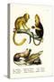 Golden Lion Tamarin, 1824-Karl Joseph Brodtmann-Stretched Canvas