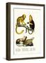 Golden Lion Tamarin, 1824-Karl Joseph Brodtmann-Framed Giclee Print