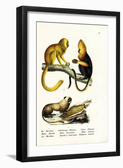 Golden Lion Tamarin, 1824-Karl Joseph Brodtmann-Framed Giclee Print