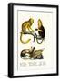 Golden Lion Tamarin, 1824-Karl Joseph Brodtmann-Framed Giclee Print