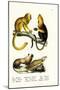 Golden Lion Tamarin, 1824-Karl Joseph Brodtmann-Mounted Giclee Print