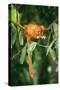 Golden Lion Tamarin Critiically Endangered Species-null-Stretched Canvas