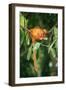 Golden Lion Tamarin Critiically Endangered Species-null-Framed Photographic Print