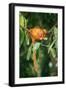 Golden Lion Tamarin Critiically Endangered Species-null-Framed Photographic Print