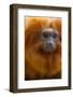 Golden Lion Tamarin (Leontopithecus Rosalia) Captive, Occurs in the Atlantic Rainforest of Brazil-Edwin Giesbers-Framed Photographic Print