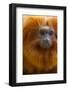 Golden Lion Tamarin (Leontopithecus Rosalia) Captive, Occurs in the Atlantic Rainforest of Brazil-Edwin Giesbers-Framed Photographic Print