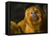 Golden Lion Tamarin (Leontopithecus Rosalia)-Scott T. Smith-Framed Stretched Canvas