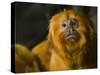 Golden Lion Tamarin (Leontopithecus Rosalia)-Scott T. Smith-Stretched Canvas