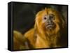 Golden Lion Tamarin (Leontopithecus Rosalia)-Scott T. Smith-Framed Stretched Canvas